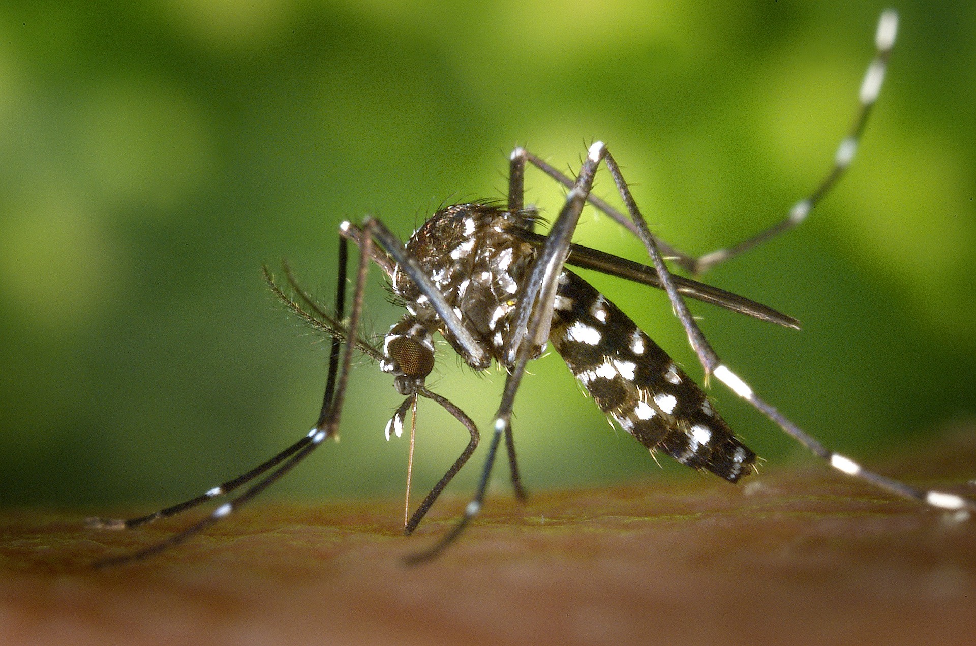Dengue - Mosquito Aedes Aegypti