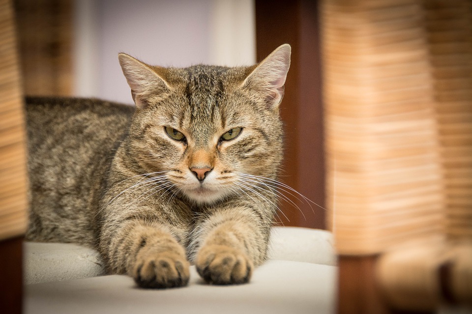 Las mascotas - El gato es un animal independiente y que necesita intimidad
