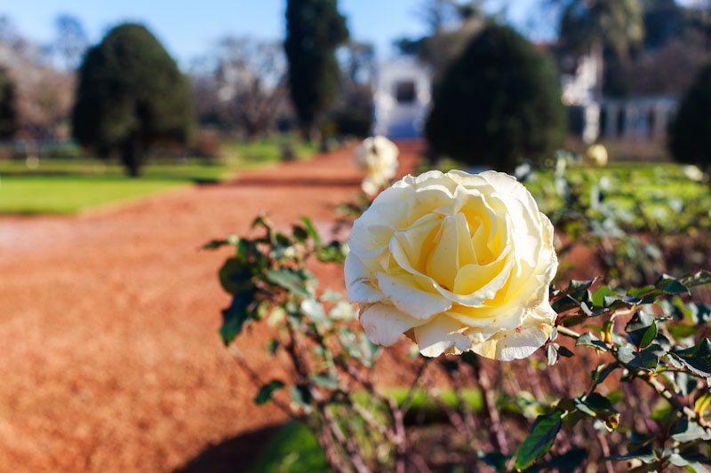 poda - Rosa Blanca