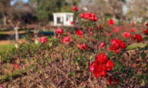 poda - Rosas Rojas