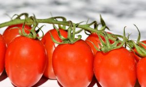 Conserva de tomates - Tomates