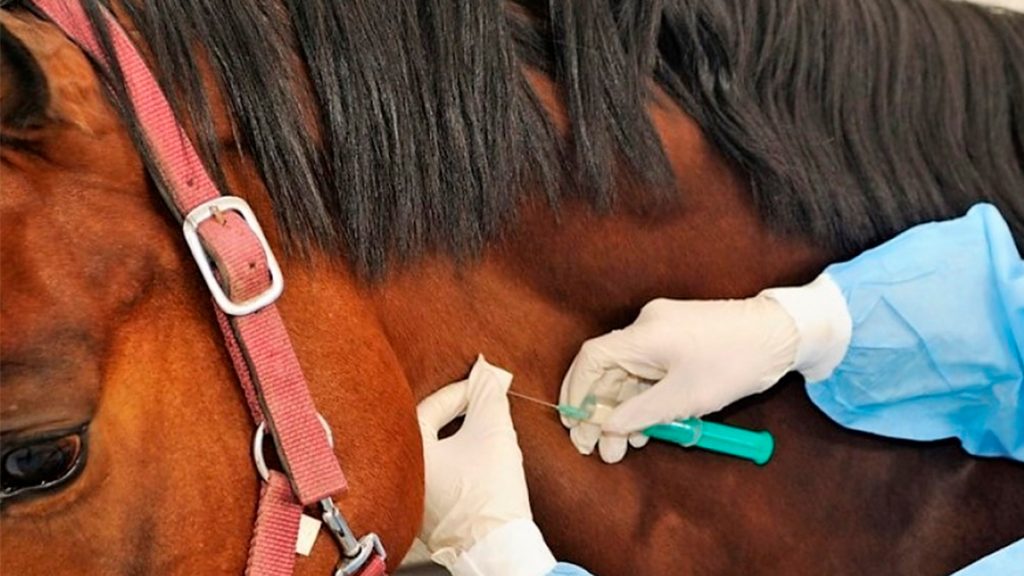 Suero equino - Coronavirus