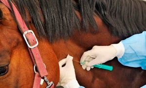 Suero equino - Coronavirus