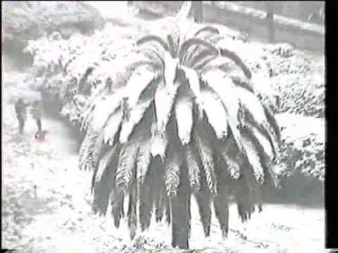Le palme di Cagliari coperte di neve
