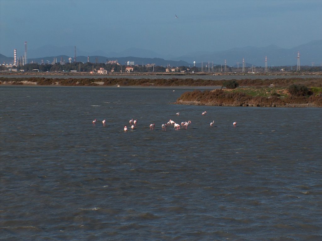 i fenicotteri rosa nella laguna di santa gilla