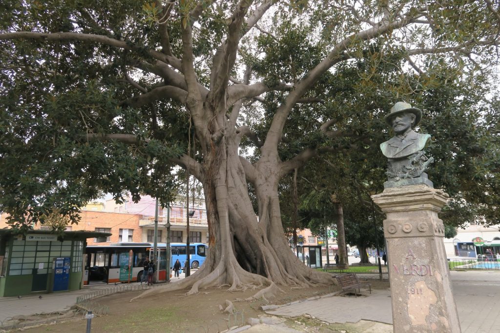 Il Mistero di Piazza Matteotti e Il Verdi ‘sbagliato’. In questa foto si vede in primo piano il busto di Giuseppe Verdi con la data sbagliata e sullo sfondo uno dei maestosi alberi della Piazza.