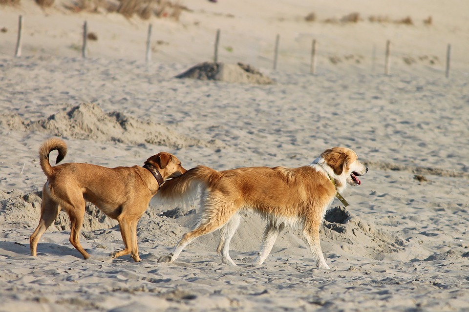 Cani a spasso in una delle spiagge per cani riservate