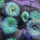 Orziadas - Esempio di anemoni di mare