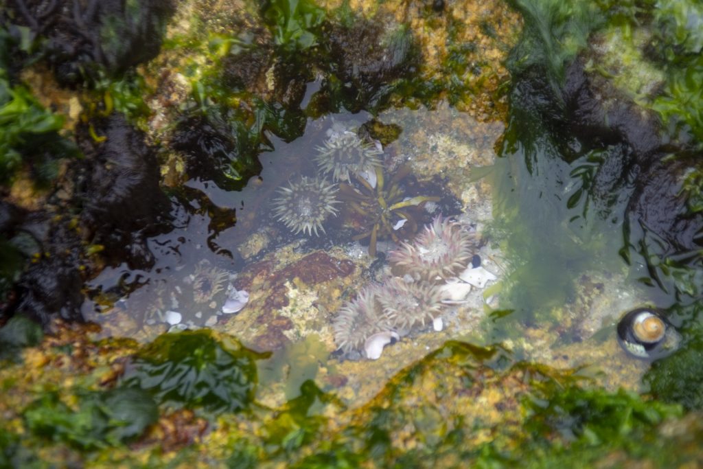 Orziadas -Anemoni di mare in pozza d'acqua salata
