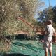 uomo impugna uno scuotitore durante la raccolta delle olive