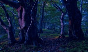 una foresta al buio con alberi in primo pianoCompare Fiasco