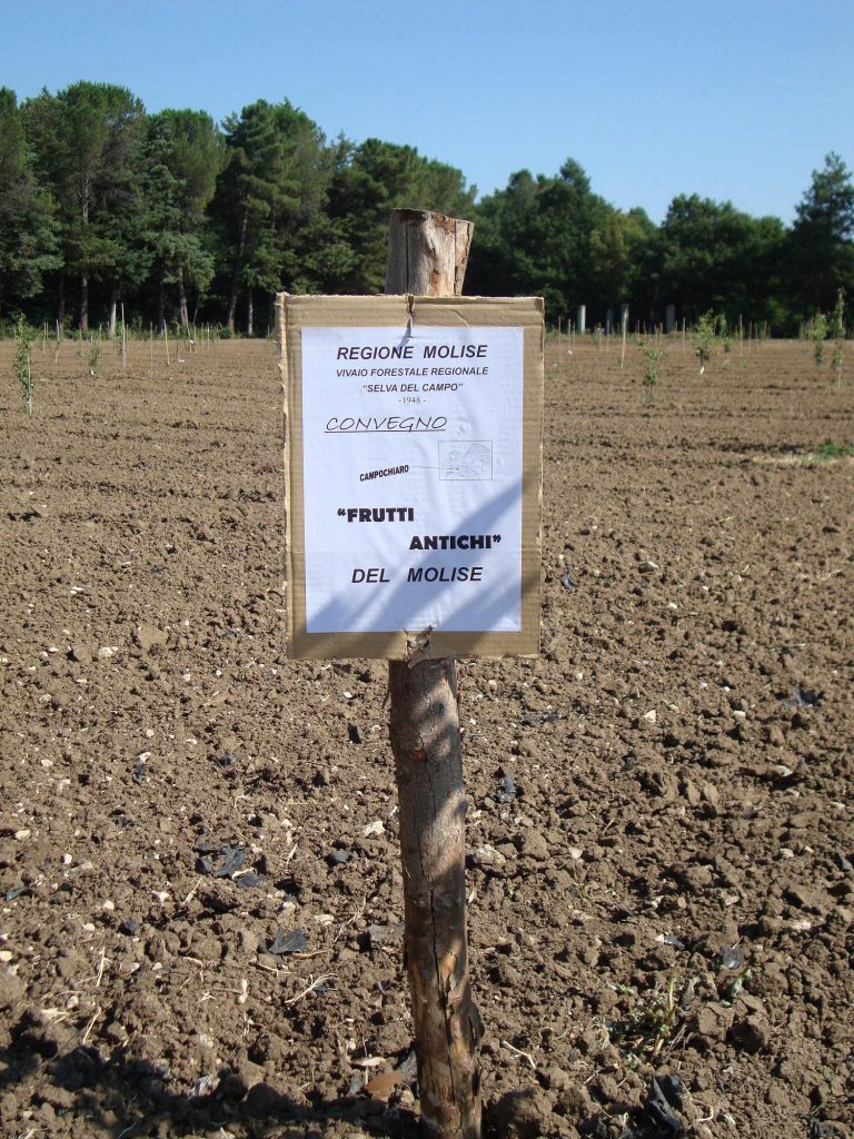 Archeologia - Campo Madre