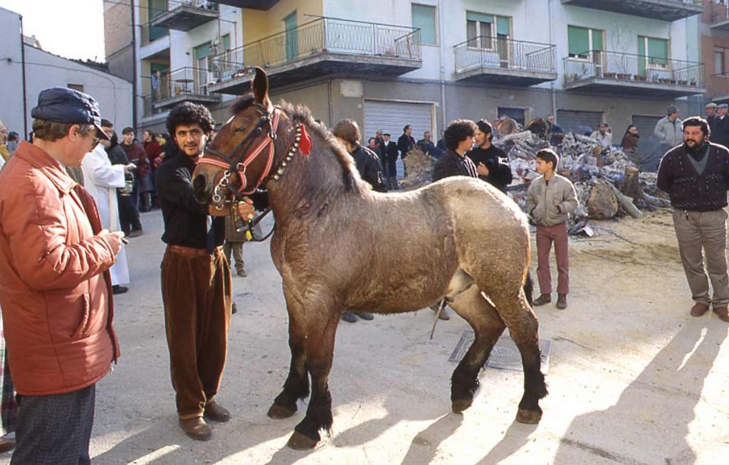 Sant'Antonio Abate - Cavallo