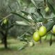 oliva caiazzana