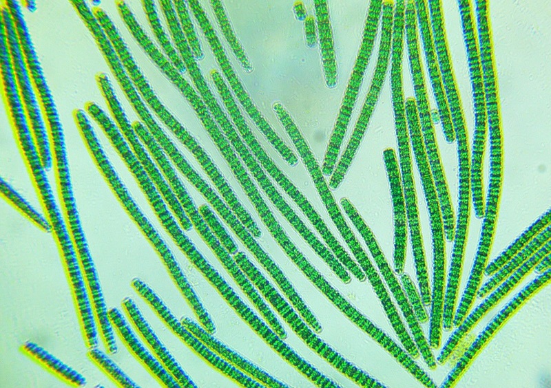Alga Spirulina Al Microscopio
