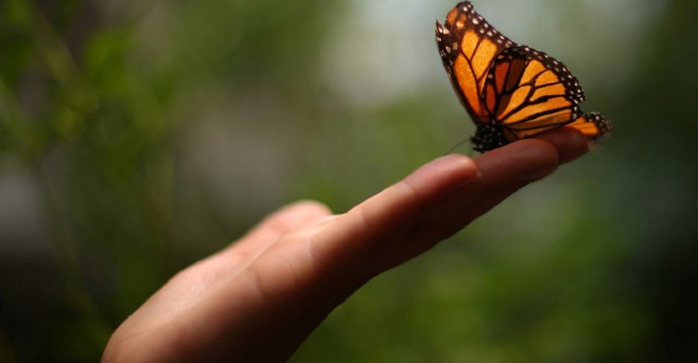 farfalle del Matese - una farfalla