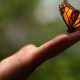 farfalle del Matese - una farfalla
