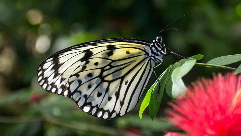 Farfalle del matese - una farfalla