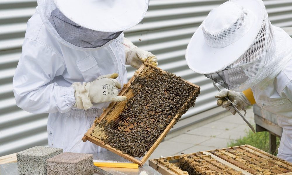 Social In Soccorso dell'apicoltore