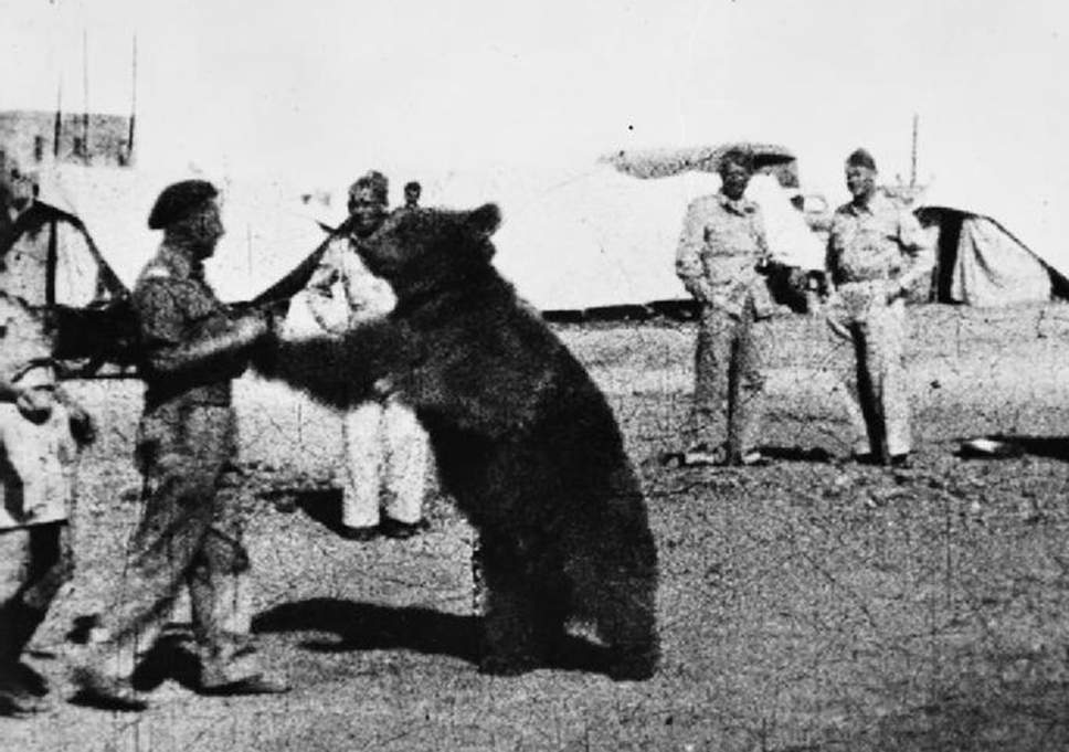 L'orso Wojtek Gioca Coi Soldati Polacchi