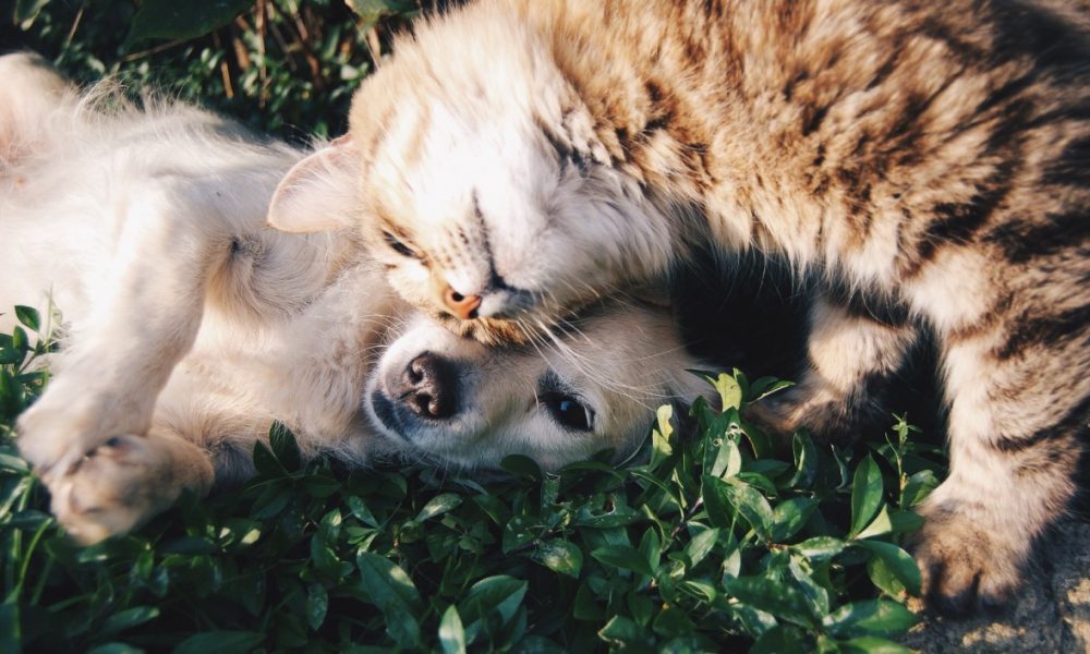 Animali Domestici Cane E Gatto