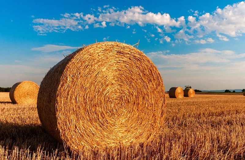 giovani e agricoltura - Balle Di Fieno