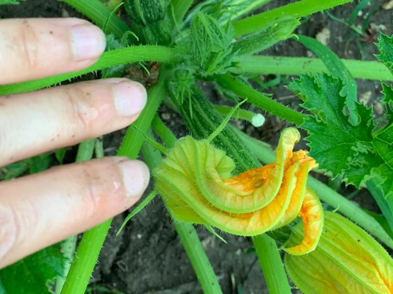 Il Giardino Di Giulia Foto Di Giulia Marchiò Raccolta