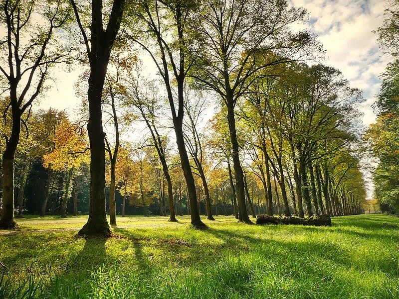 Parco Alberi