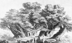 Il Castagno dei Cento Cavalli a Sant'Alfio. Fonte: Comune di Sant'Alfio.