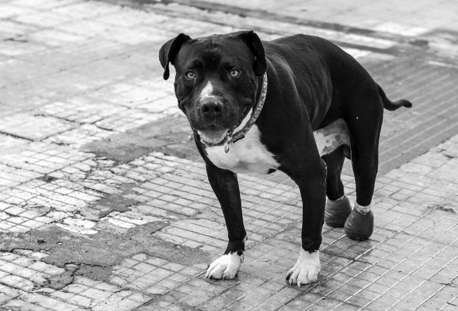 Bianca e il suo amore per Marco, cane adottato dalla Lida di Catania
