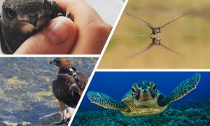 animali nidificato a Catania