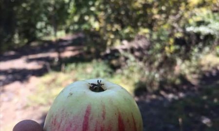 Sulle pendici dell’Etna c'è una produzione di varietà autoctone di mele. Un tempo erano addirittura 14, oggi ne sono rimaste soltanto 4: la cola, la gelato, la gelato cola e la cirino.