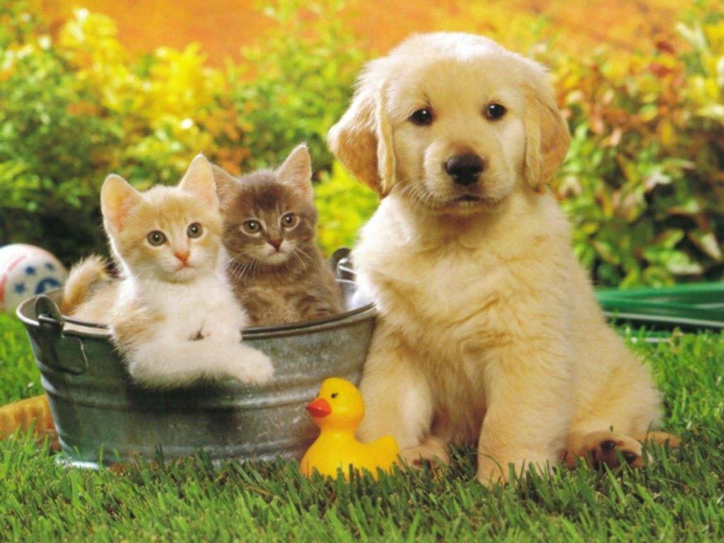 Cani e gatti