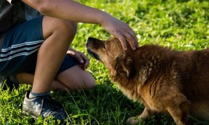 area di sgambamento - Bambino che accarezza ilCane