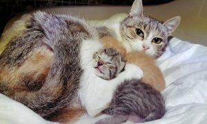 Gattini