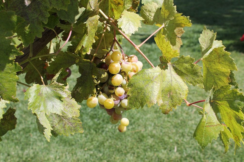 Vini dell'Etna, uve