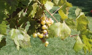 Vini dell'Etna, uve