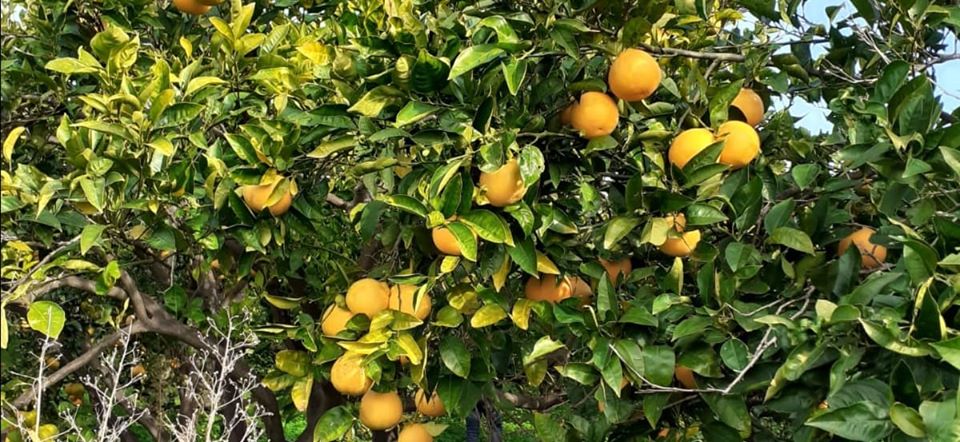 L'arancia rossa di Sicilia viene prodotta nella parte orientale dell'isola, nelle province di Catania, Enna e Siracusa ricevendo le particolari qualità del territorio lavico argilloso dell'Etna.