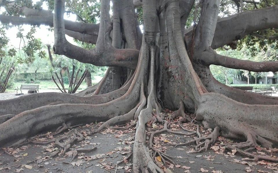 Albero Secolare