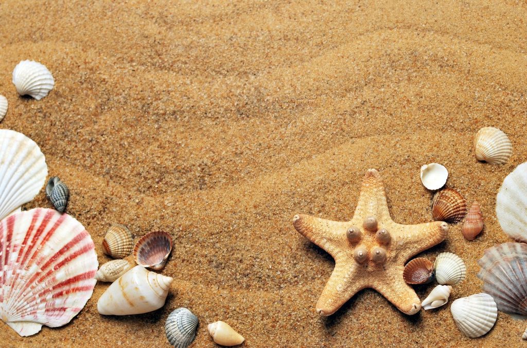Spiagge libere: la sabbia e le conchiglie