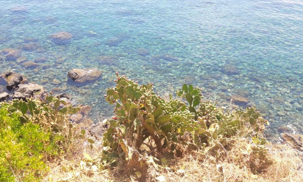 Pale Di Fichi D'india
