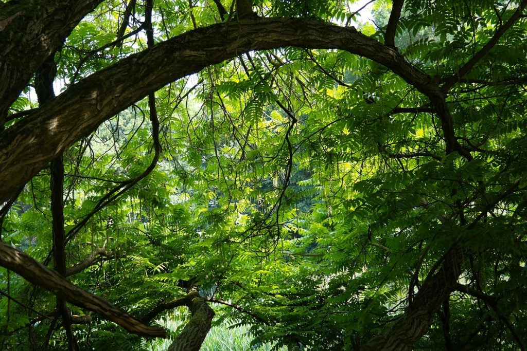 Boschetto un ramo verde- Foto:Pixabya
