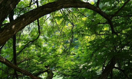 Boschetto un ramo verde- Foto:Pixabya