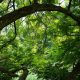 Boschetto un ramo verde- Foto:Pixabya