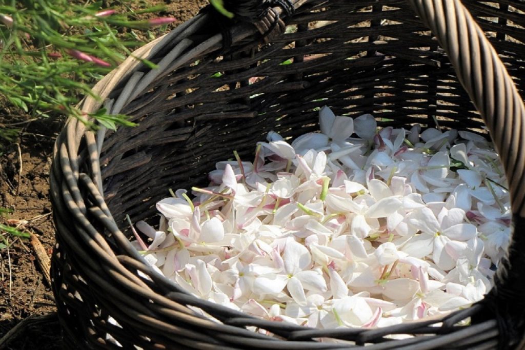 Foglie di gelsomino raccolte - Foto: Pixabay