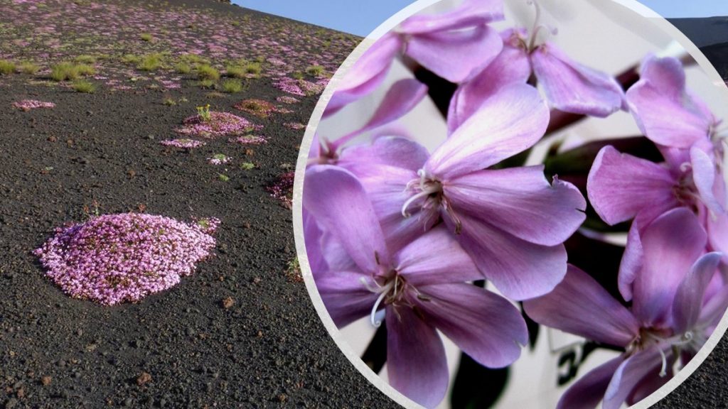 Saponaria dell'Etna, un fiore tra la lava