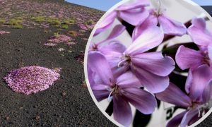 Saponaria dell'Etna, un fiore tra la lava