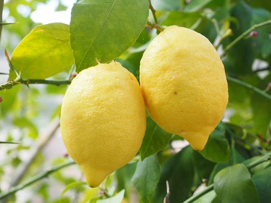 Limone dell'Etna - produzione locale
