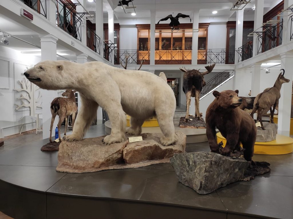 Alcune delle splendide collezioni che arricchiscono il museo di zoologia dell'Università di Catania. qui esemplari di orsi bianco e Baribal.