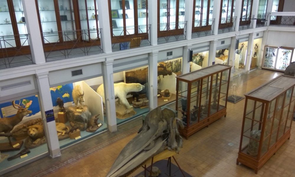 Il Museo Di Zoologia dell'Università di Catania è il più antico di Sicilia.